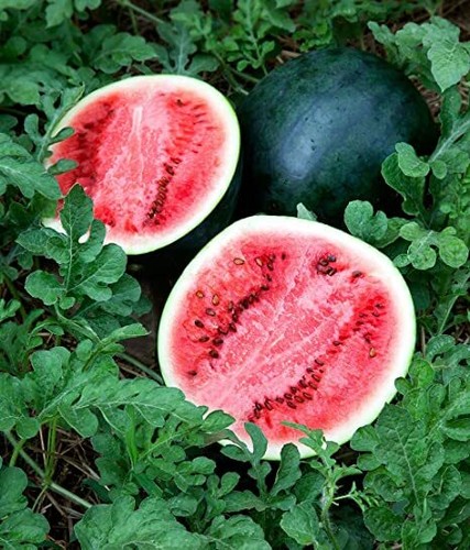 Watermelon sugar baby plug - watermelon,