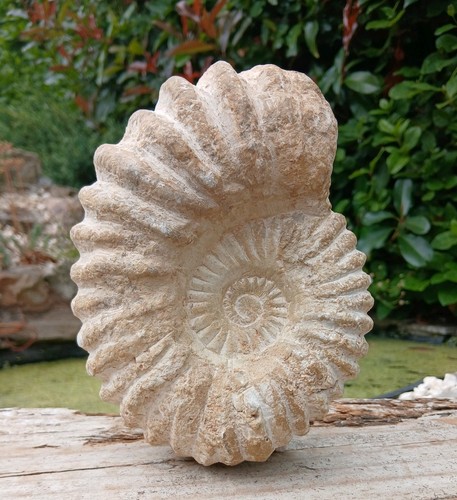 Large fossil ammonite - large,