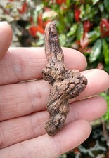 Turtle Coprolite Fossil poo