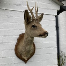 Vintage Taxidermy elegant Roe