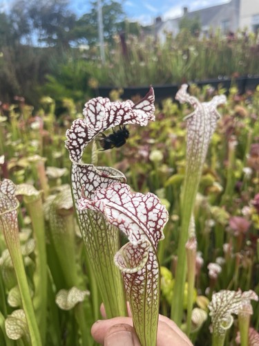 Sarracenia leucophylla old - sarracenia, leucophylla,