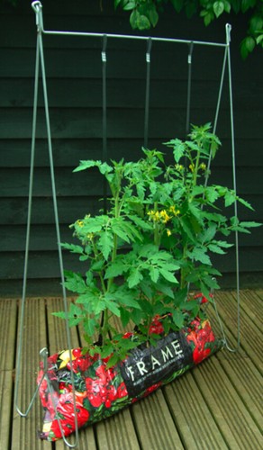 Tomato pea grow frame planter - pea,