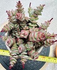  Crassula marnieriana