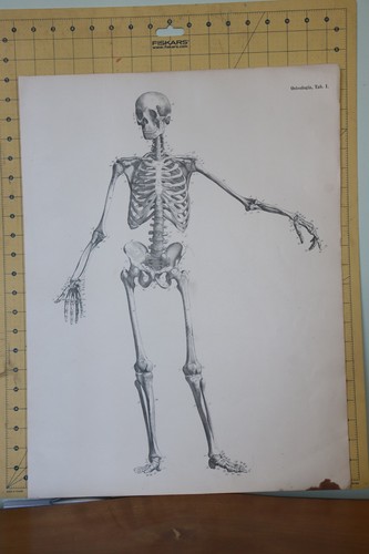 Plate from the - the, of