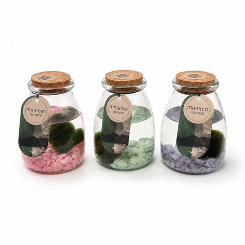 Marimo moss ball - moss, a