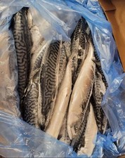 Fresh Mackerels Fish (Titus)
