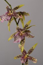 Flying High | Brassia Orchid |