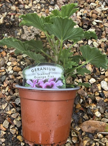 Pelargonium orange fizz - pelargonium,