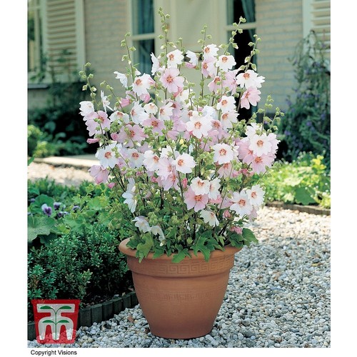 Lavatera hardy garden - lavatera, shrub