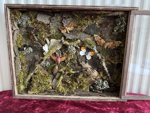 British insect taxidermy lit - british,