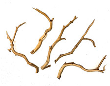 Aquarium Manzanita Branchy