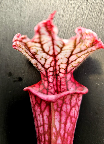 Sarracenia sylvia luise l131 - luise,
