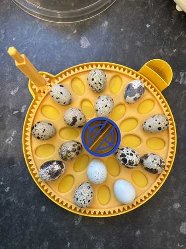 For quail eggs brinsea mini - eggs,