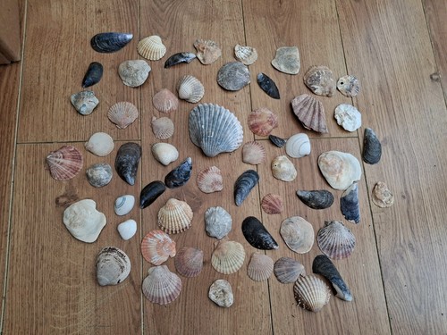 Sea shells bundle - sea,