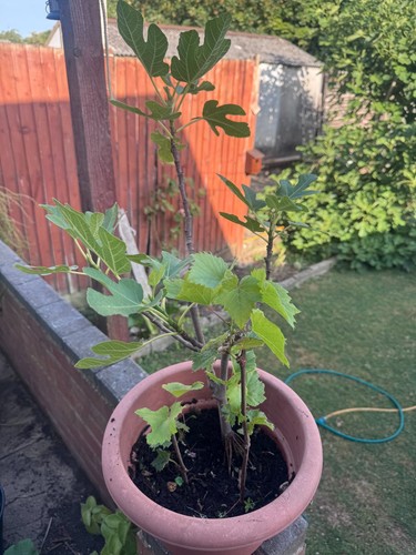 Ficus carica brown - ficus, 'brown
