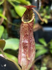 Nepenthes Eymae x [Song Of