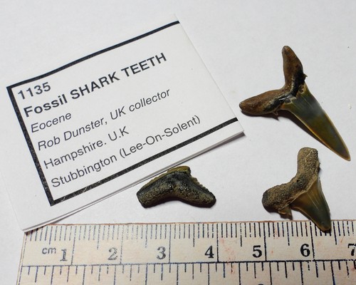 Fossil shark teeth - teeth, from