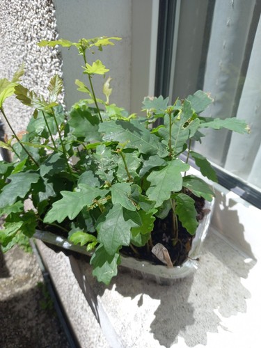 Bare root young english oak - bare,