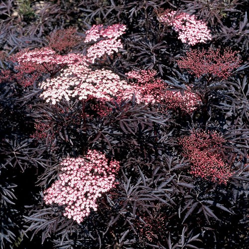 Sambucus black lace rhs award - black,