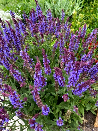100 seeds may night purple - may,