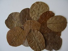 Indian Almond Leaves ( Catappa Terminalia ) Nano , 7 - 11  cm , Shrimp , Betta 