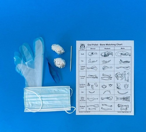 Owl pellet dissection kit - owl,