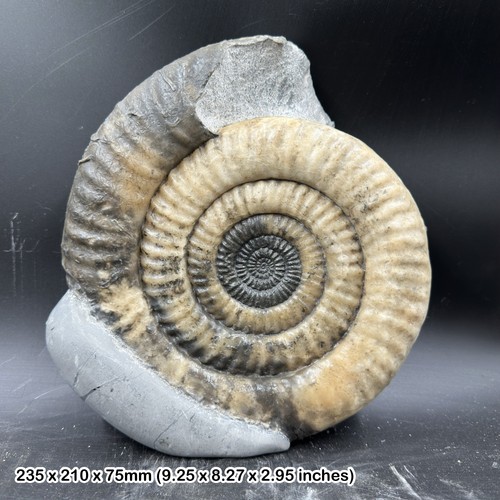 Rare metophioceras - 9",