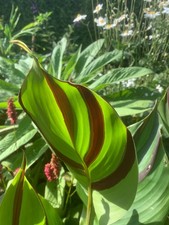 Canna Cleopatra Tropical
