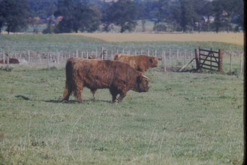 C1960 ektachrome 35mm - c1960's,