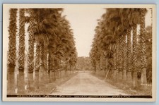Washingtonia Robusta Palms