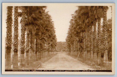 Washingtonia robusta palms - washingtonia,
