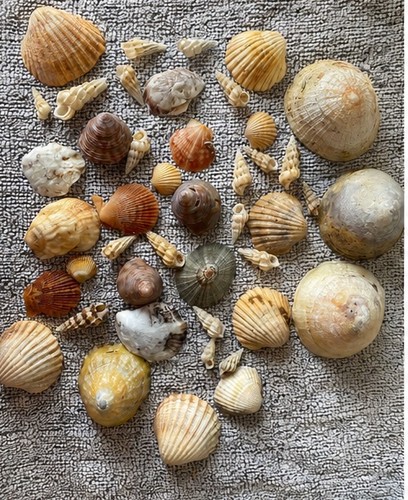 Large mixed seashell - large,