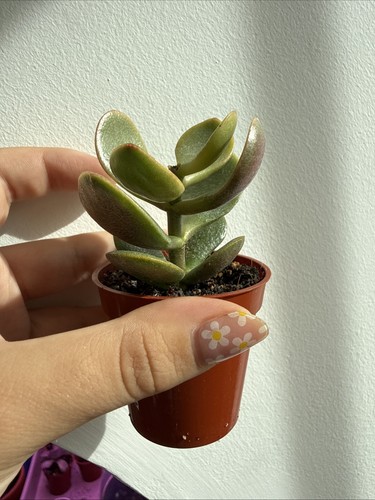 Crassula ovata jade plant - crassula,