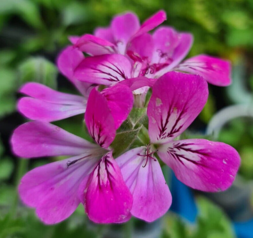 Scented pelargonium - scented,
