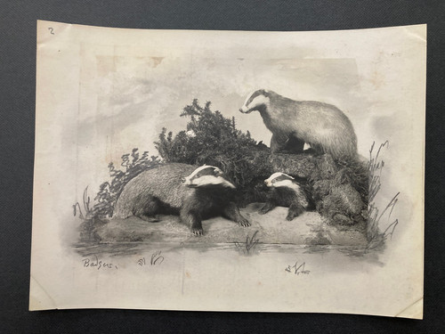 Vintage photograph taxidermy
