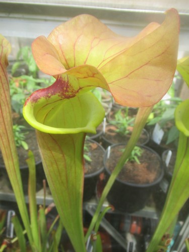Sarracenia brass - x, “brass