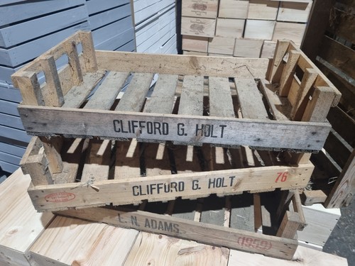 Vintage potato chitting - vintage,