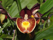 Rare Catasetum Gerhard Leiste