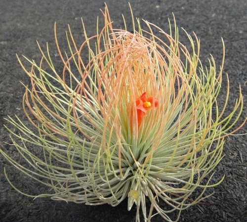 Rare tillandsia andreana - tillandsia,
