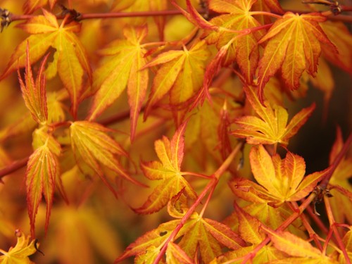Acer palmatum ueno - acer, in