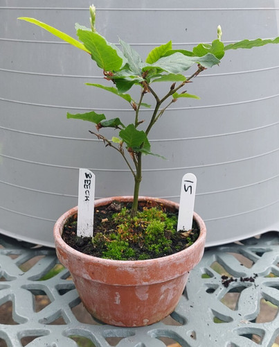 Starter bonsai collection - starter,