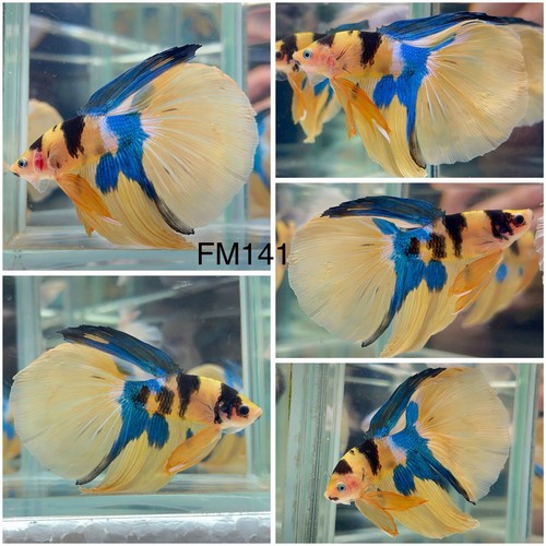 Male betta live fish koi - male,