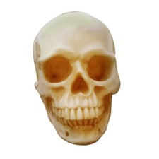 Skeleton Human Skull Halloween Props