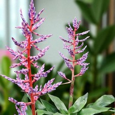Aechmea Blue Rain in 12cm Pot