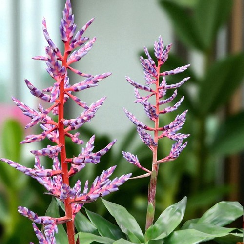 Aechmea blue rain 15cm - in, pot