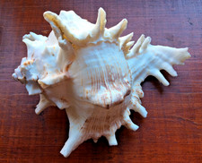Large White Sea Shell 15 cm