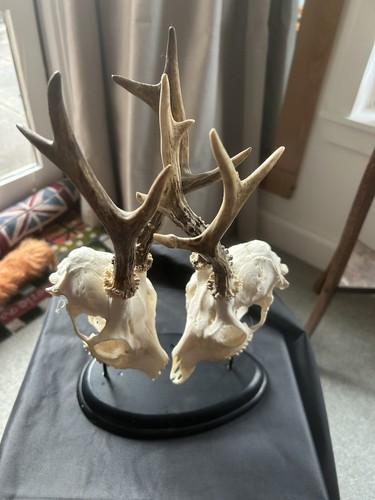 Roe deer buck taxidermy - deer/buck, skull