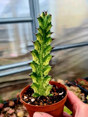 Euphorbia trigona variegated - trigona, |