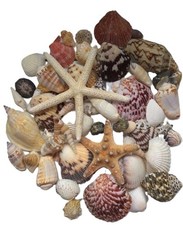 Assorted mixed seashells - mixed,