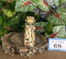 Bottle of Fossil Shark Teeth